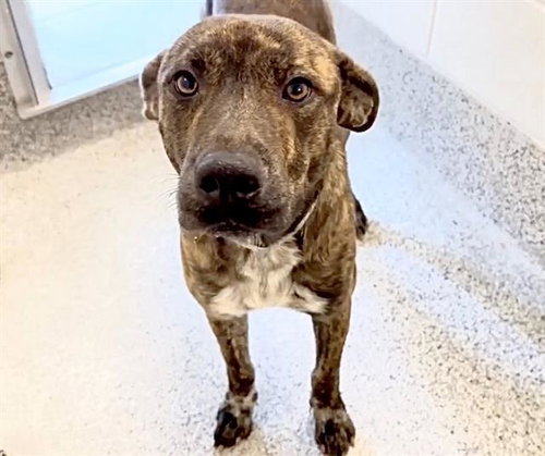 A652523, an adoptable Dutch Shepherd in Houston, TX