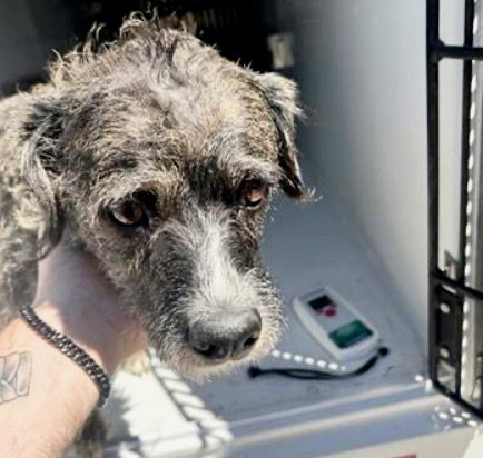LILY, an adoptable Cairn Terrier in Houston, TX