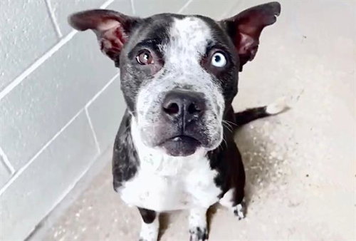 PIPER, an adoptable Pointer in Houston, TX