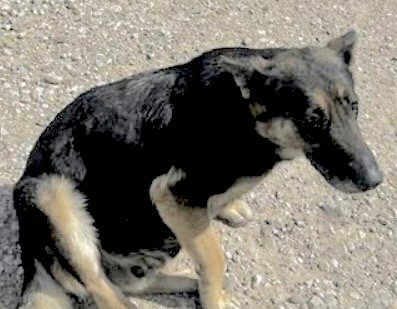 picture of the dog needing adoption