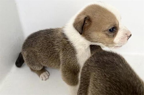 A652673, an adoptable Labrador Retriever in Houston, TX