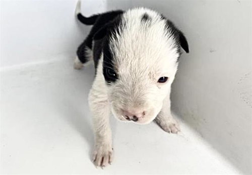 A652679, an adoptable Labrador Retriever in Houston, TX