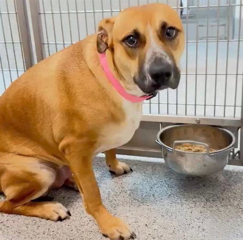 STEVIE, an adoptable Black Mouth Cur in Houston, TX