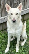 CHICA - Photo 1