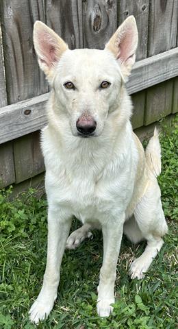 CHICA, an adoptable German Shepherd Dog in Houston, TX