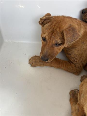 A652764, an adoptable Rhodesian Ridgeback in Houston, TX