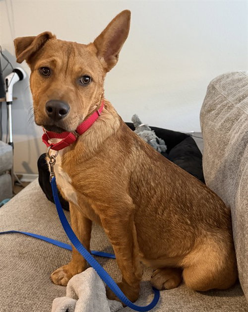 MOLLIE, an adoptable Rhodesian Ridgeback in Houston, TX