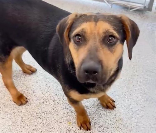 TINY, an adoptable Miniature Pinscher in Houston, TX