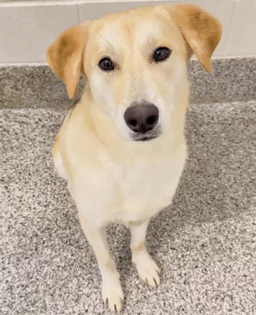 DIZZY, an adoptable German Shepherd Dog in Houston, TX