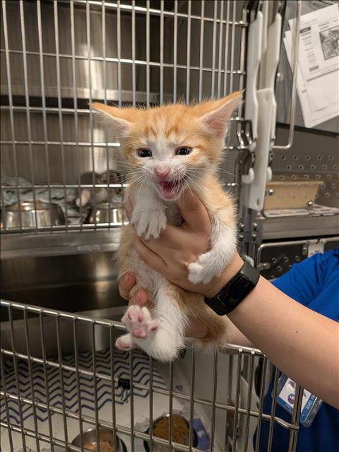 A651970, Baby Domestic Short Hair (medium coat), cat for adoption in Friendswood, Texas