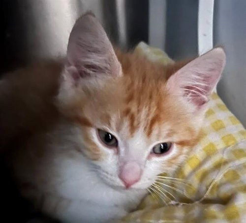 A651970 - Domestic Short Hair for adoption in The Woodlands
