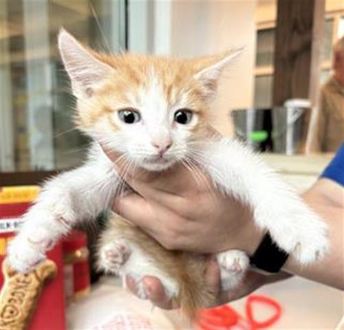 A651971, Baby Domestic Short Hair (medium coat), cat for adoption in Friendswood, Texas