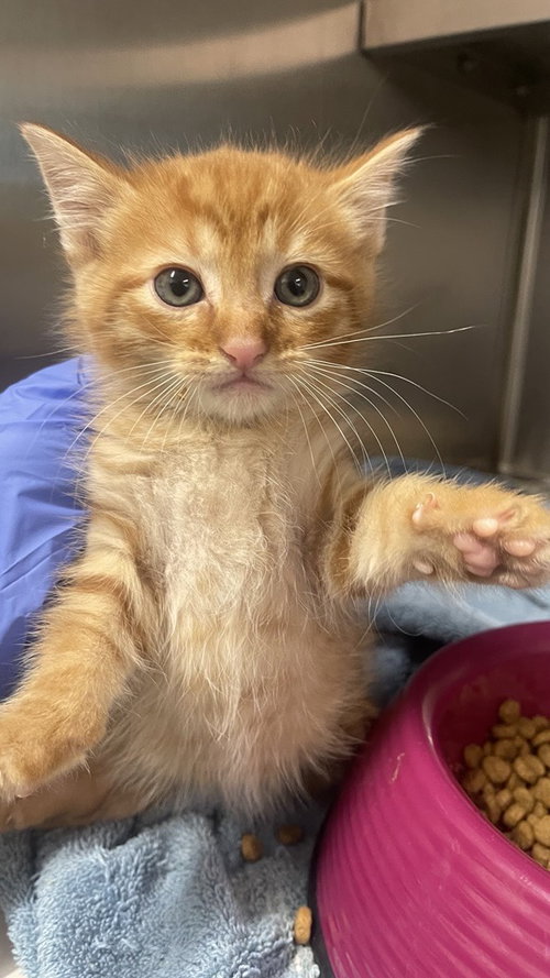 A652029, Baby Domestic Short Hair (medium coat), cat for adoption in Friendswood, Texas