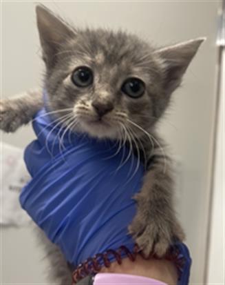 A652030, Baby Domestic Short Hair (medium coat), cat for adoption in Friendswood, Texas