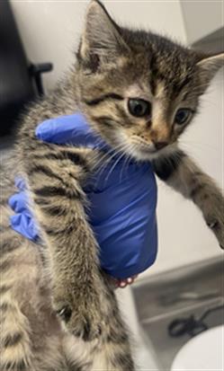 A652031, Baby Domestic Short Hair (medium coat), cat for adoption in Friendswood, Texas