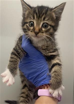 A652032, Baby Domestic Short Hair (medium coat), cat for adoption in Friendswood, Texas