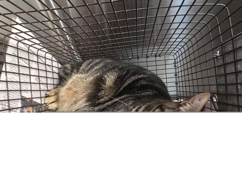 STUBBLES, Adult Domestic Short Hair (medium coat), cat for adoption in Friendswood, Texas