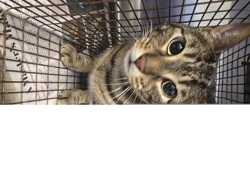 MUNCH, Adult Domestic Short Hair (medium coat), cat for adoption in Friendswood, Texas