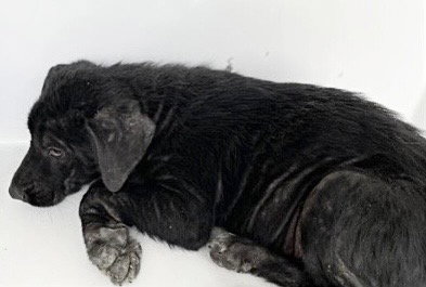 A652999, an adoptable Labrador Retriever in Houston, TX