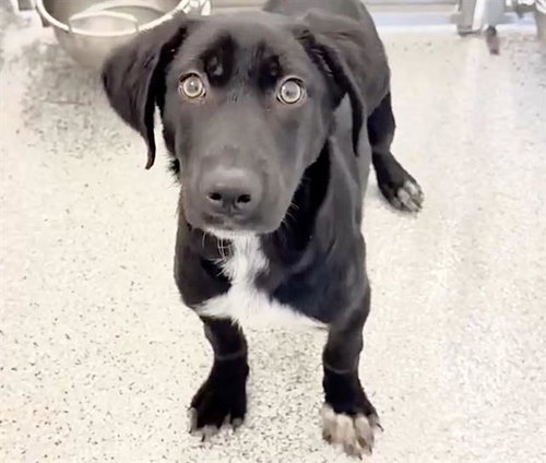 LULU