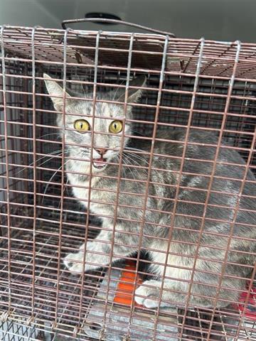 A653006, an adoptable Domestic Short Hair in Houston, TX