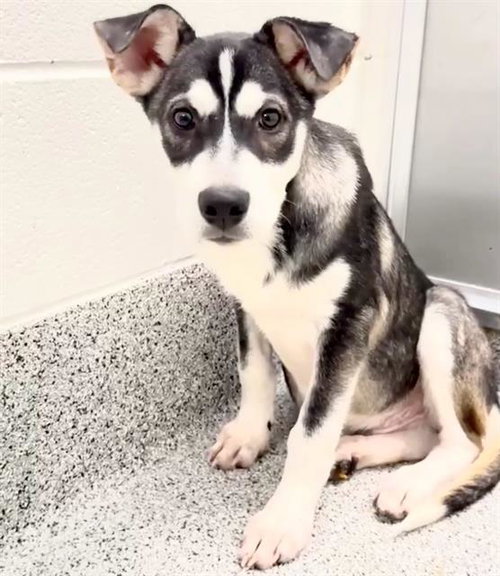 TOTO, an adoptable Husky in Houston, TX