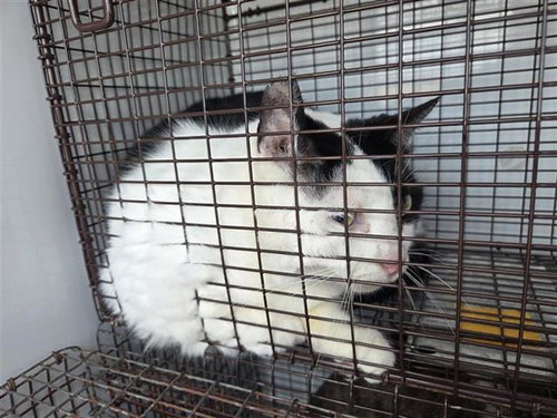 LILY, Adult Domestic Short Hair / Mixed (medium coat), cat for adoption in Friendswood, Texas