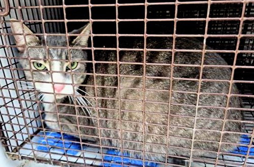 A653143, Adult Domestic Short Hair / Mixed (medium coat), cat for adoption in Friendswood, Texas