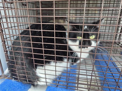 A653145, Adult Domestic Short Hair / Mixed (medium coat), cat for adoption in Friendswood, Texas