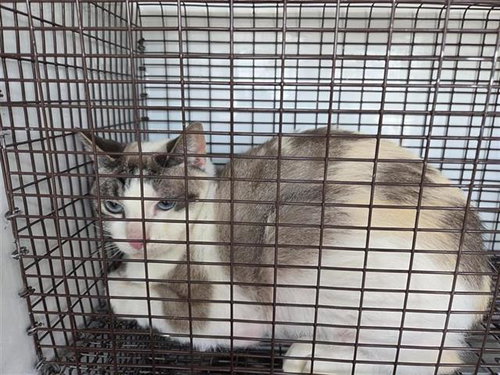 SARAH, Adult Domestic Short Hair / Mixed (medium coat), cat for adoption in Friendswood, Texas