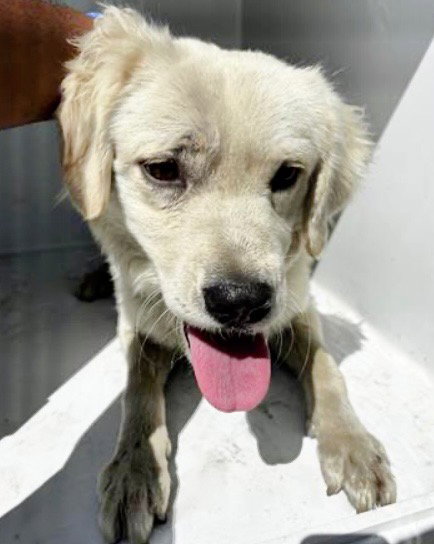 CASHEW, an adoptable Golden Retriever in Houston, TX