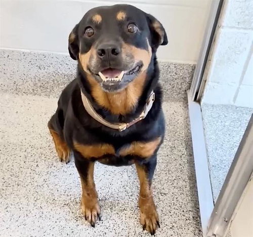 DORA, an adoptable Rottweiler in Houston, TX