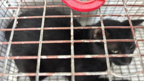 A653220, Adult Domestic Short Hair (medium coat), cat for adoption in Friendswood, Texas