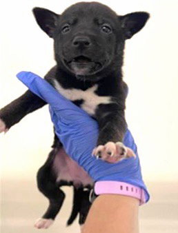 A653287, an adoptable German Shepherd Dog in Houston, TX