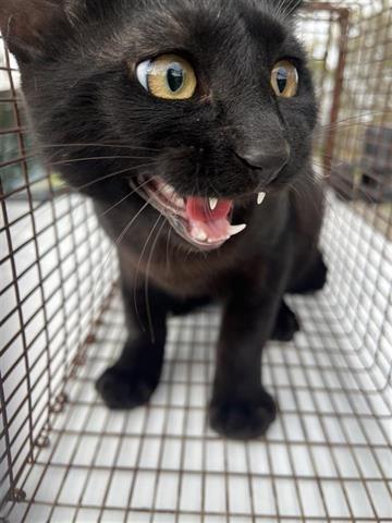 CHANCE, Young Domestic Short Hair (medium coat), cat for adoption in Friendswood, Texas