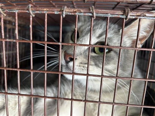 A653258, Adult Domestic Short Hair / Mixed (short coat), cat for adoption in Friendswood, Texas
