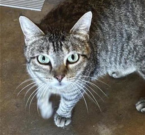 A653312, Young Domestic Short Hair (short coat), cat for adoption in Friendswood, Texas