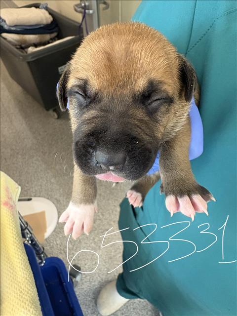 A653331, an adoptable Labrador Retriever in Houston, TX