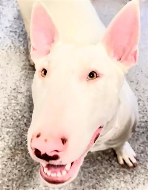 RICKY, an adoptable Bull Terrier in Houston, TX