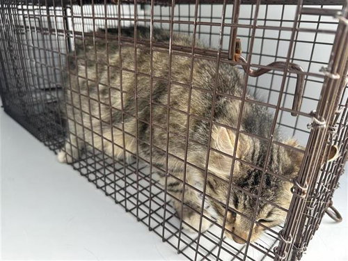 A653248, Adult Domestic Long Hair (short coat), cat for adoption in Friendswood, Texas