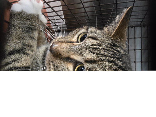 PAWS, Adult Domestic Short Hair (medium coat), cat for adoption in Friendswood, Texas