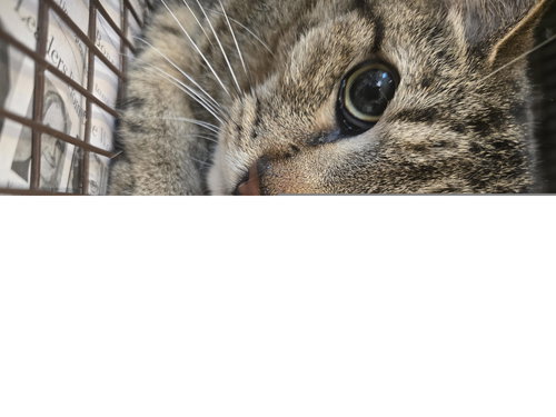 CLEO, Adult Domestic Short Hair (medium coat), cat for adoption in Friendswood, Texas