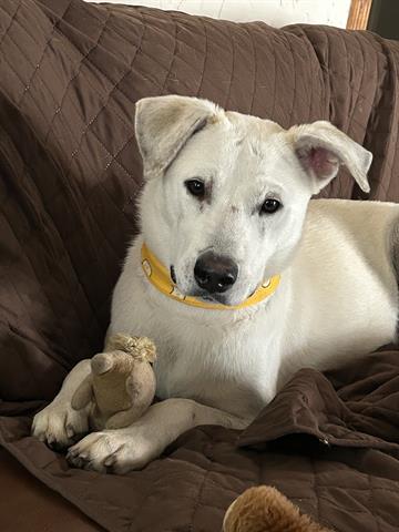 ARCHIE