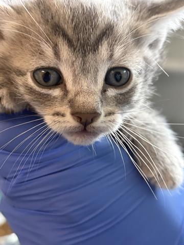 A653389 - Domestic Short Hair for adoption in The Woodlands