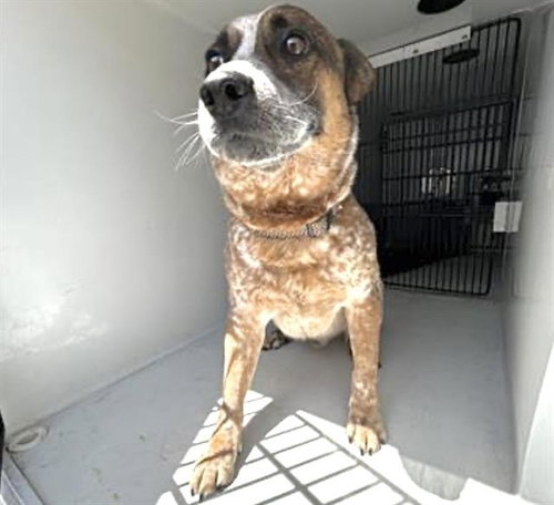PETER, an adoptable Australian Cattle Dog in Houston, TX