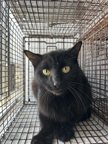 A653373, Young Domestic Short Hair (medium coat), cat for adoption in Friendswood, Texas
