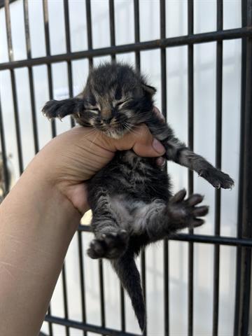 A653374, an adoptable Domestic Short Hair in Houston, TX