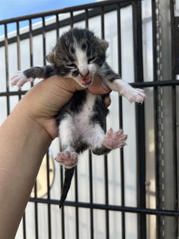 A653375, Baby Domestic Short Hair (medium coat), cat for adoption in Friendswood, Texas