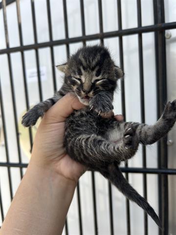 A653376, an adoptable Domestic Short Hair in Houston, TX