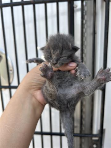 A653377, Baby Domestic Short Hair (medium coat), cat for adoption in Friendswood, Texas
